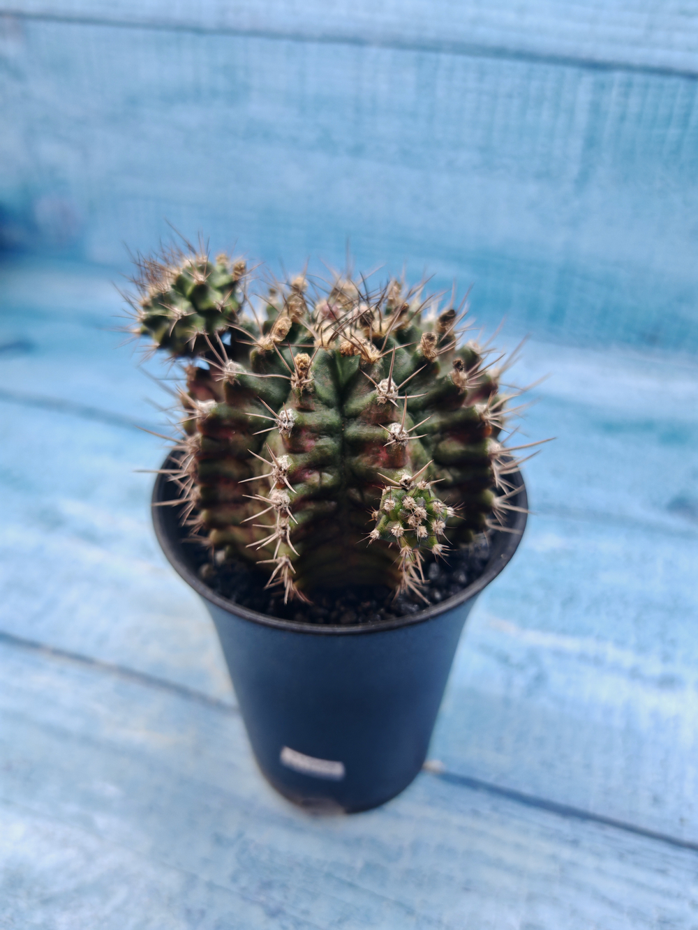 Gymnocalycium T-Rex Pink hybrid (Гимнокалициум T-rex)