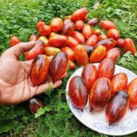 Помидоры - Гном Бой с Тенью