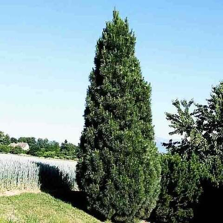 Сосна черная Пирамидалис B+S 200-250