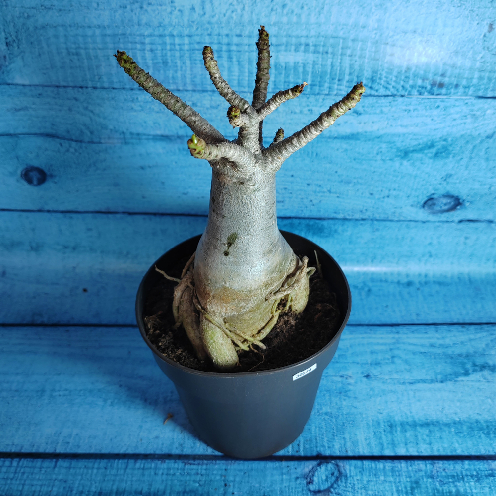 Adenium Baobab (Адениум)