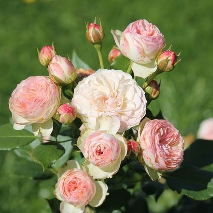 Пастелла (Pastella)