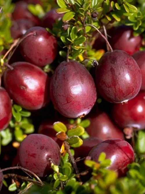 Клюква Крупноплодная Мак Фарлен