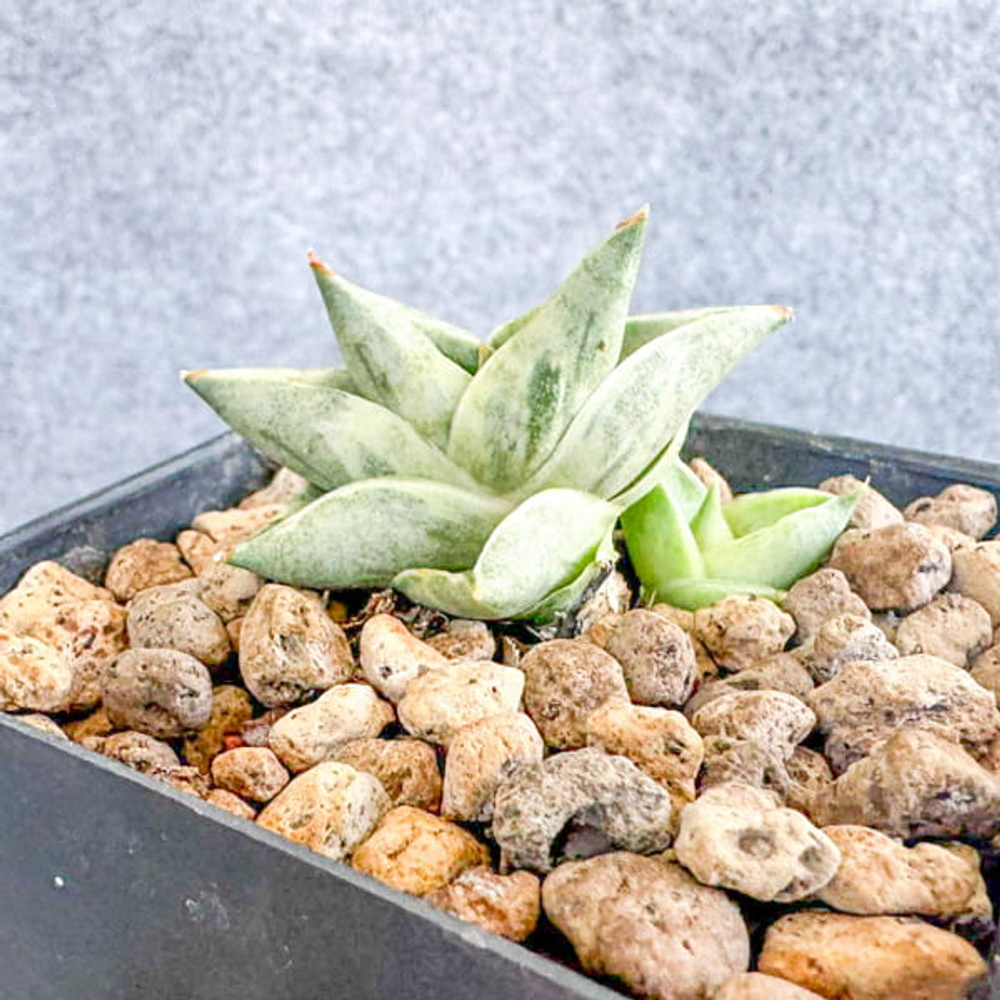 Сансевиерия BONCEL MINI WHITE VAR