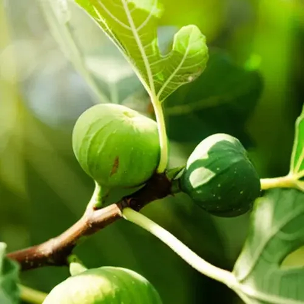 Отдушка TFC - Инжир (Fig Tree)