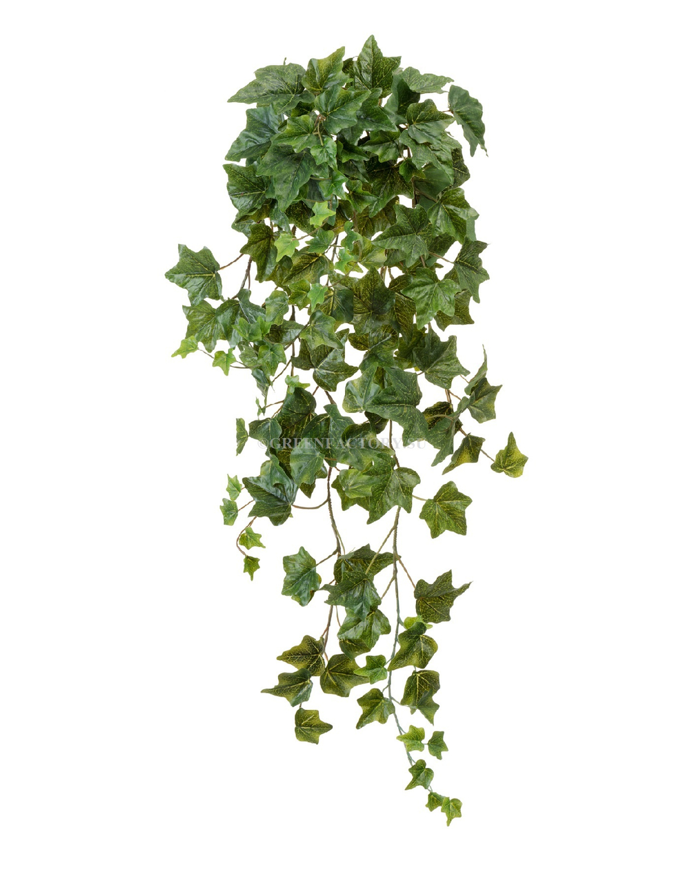 Английский плющ Биг Олд Тэмпл крупнолистный зелёный