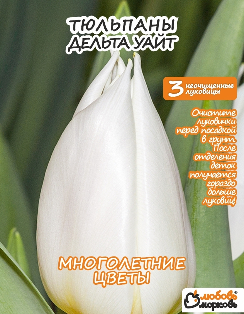 Тюльпан Луковица, Дельта Уайт, 3+шт