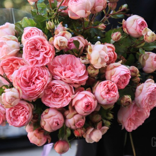 Роза Хэппи Пиано С7 Закупка М57 июнь 2026