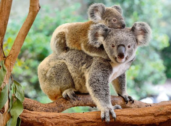 Puzzle Koala Love