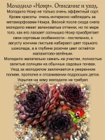 Молодило Ноир шоколадно-малахитовое 2