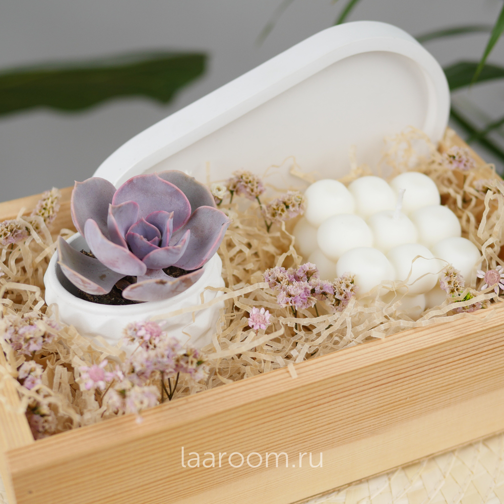 Подарочный бокс суккулент + свеча №4