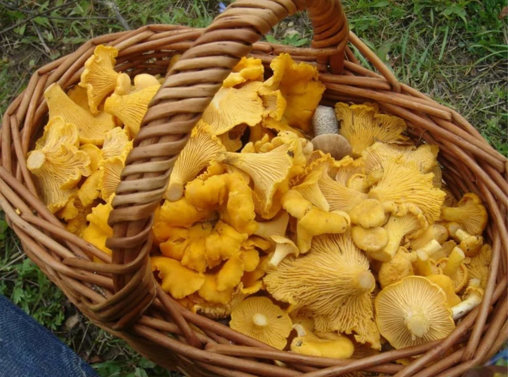 Свежие грибы Лисички, литр