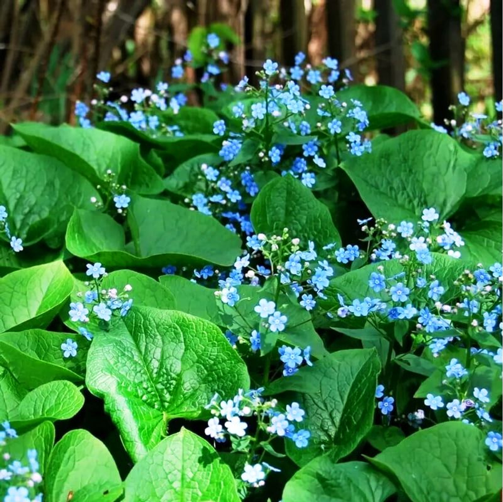 Бруннера (Brunnera) Sibirica