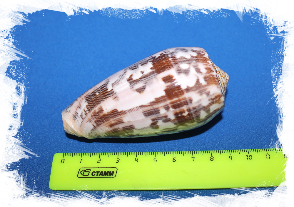 Конус Стриатус размер