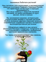 Перовския лебедолистная Голубой шпиль многолетняя