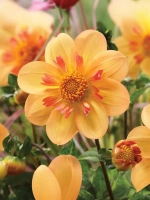 Георгин воротничковый Келси Анна Джой