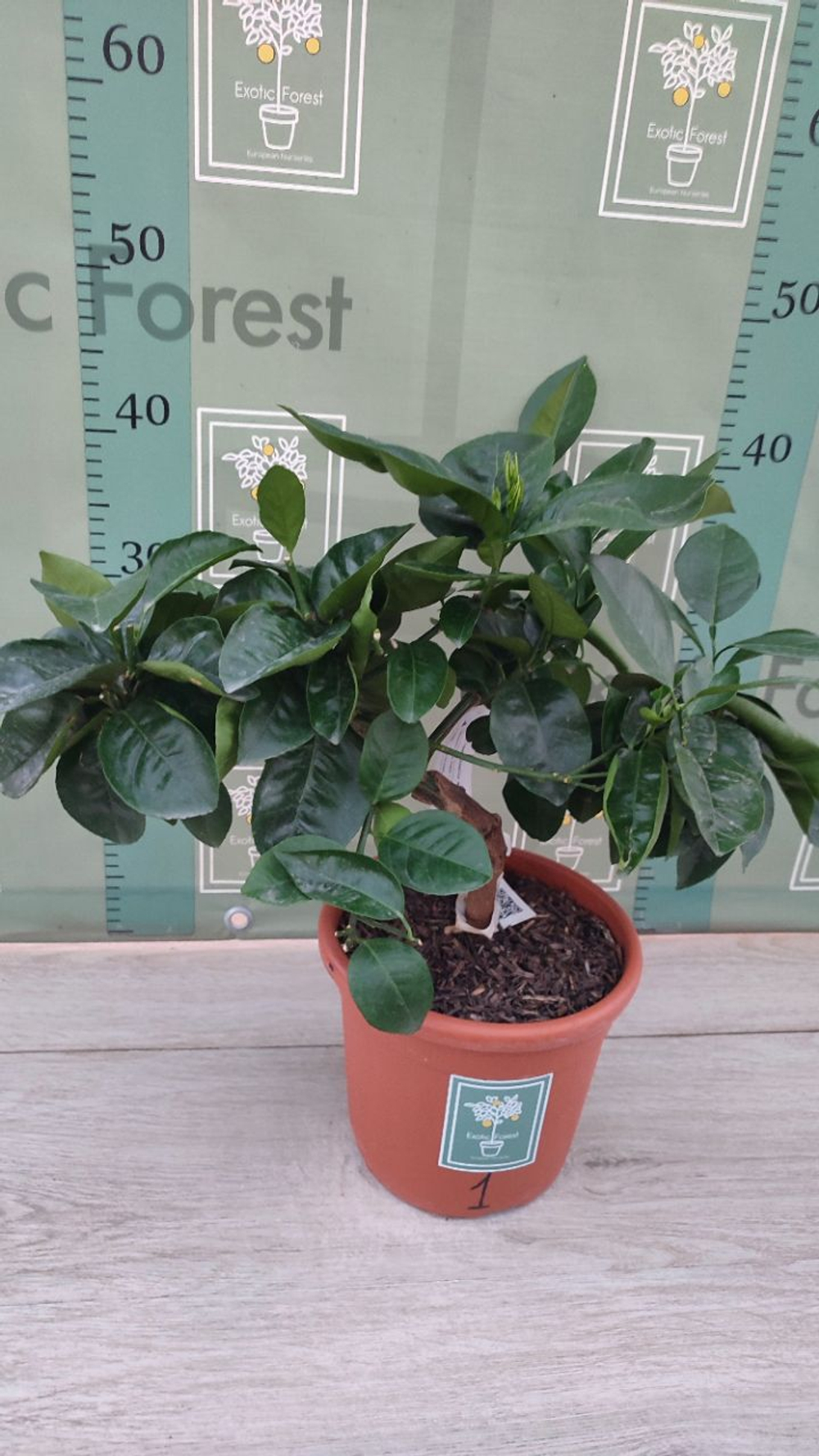 C. sinensis “Sanguinello moscato nucellare”