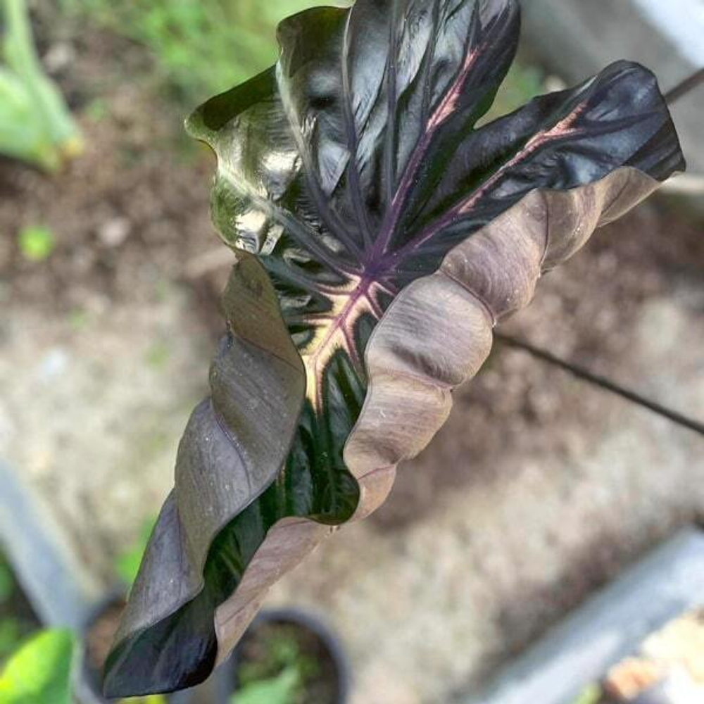 Колоказия PINK RIBBON