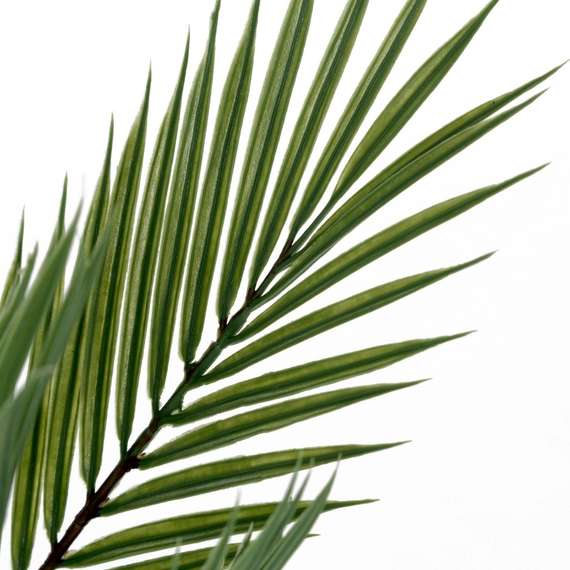 Ховея Пальмовая высота 178 см