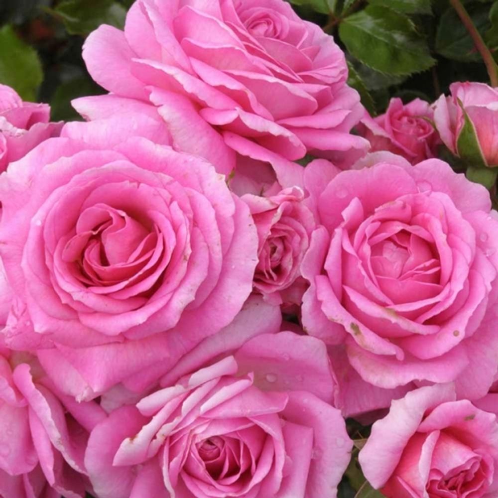 Селебрейтинг Лайф (Celebrating Life)