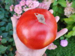 Большой Зак красный (Big Zac red) сорт томата