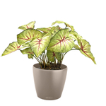 Каладиум куст с корнем 45 см