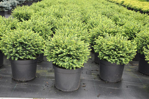 Ель сербская Карел С5 20-25 см Закупка М49 весна 2026