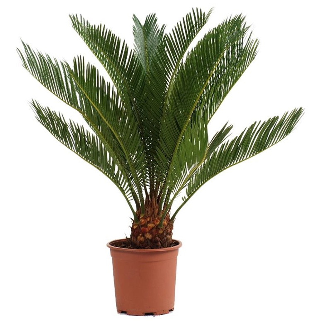 Цикас революта