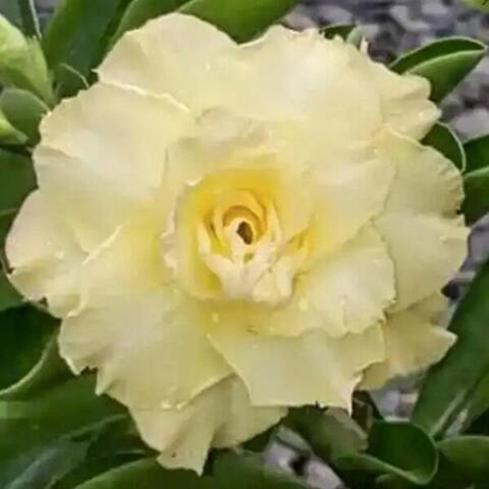 Адениум обесум 179 Hoàng Tiên Hương 2021