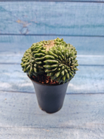 Gymnocalycium Spineless Crested form (Гимнокалициум Кристатный)
