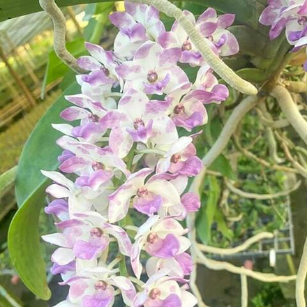 Ринхостилис RHY 26-YOD DUANG