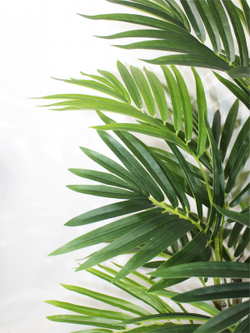 Искусственная пальма Рапис густая 80см в кашпо