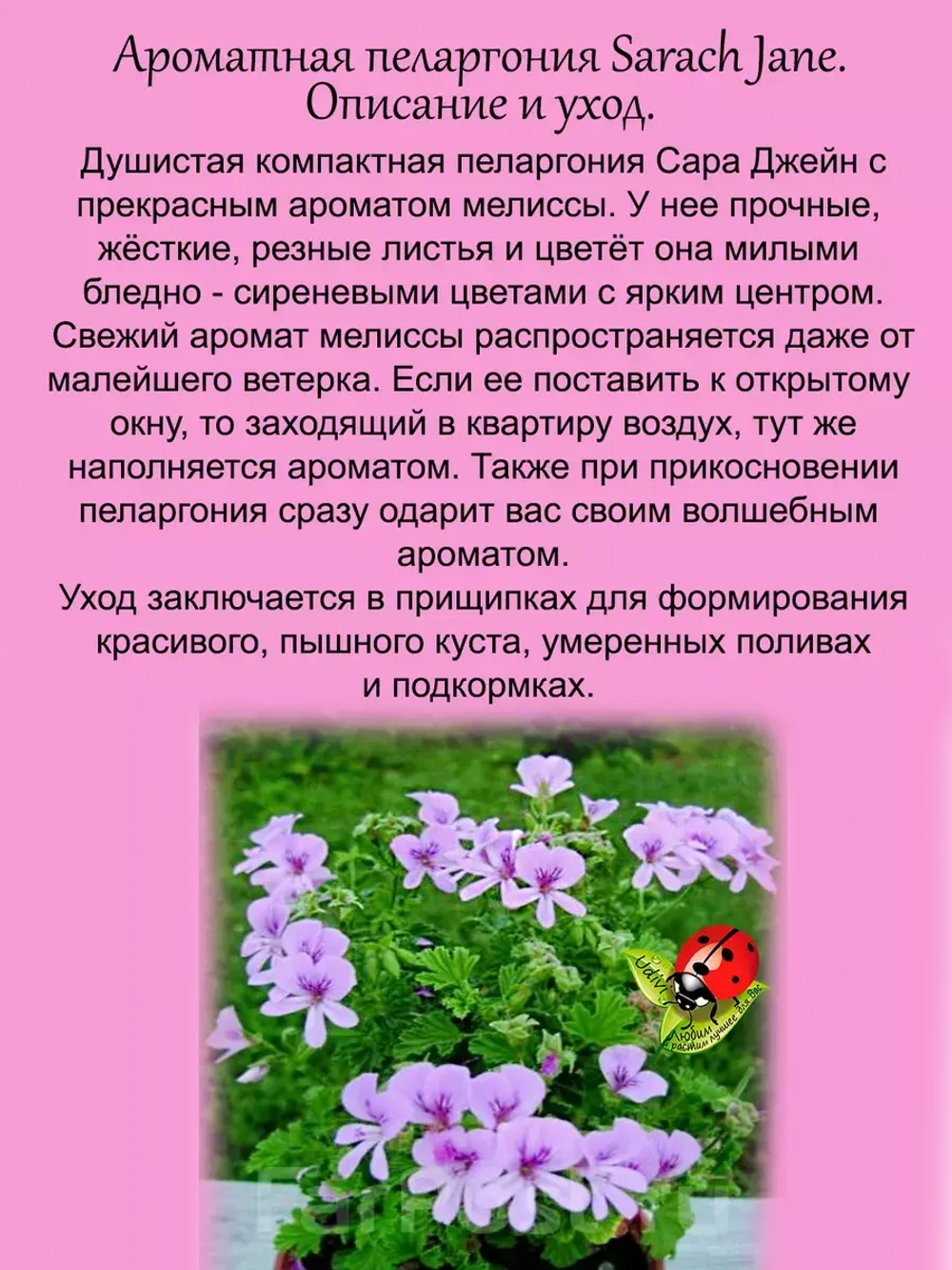 Пеларгония Сара Джейн ароматная