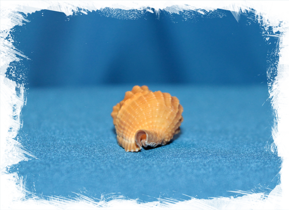 Дисторсио Курзи