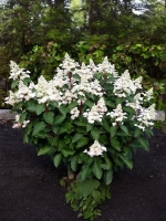 Гортензия метельчатая Инфинити