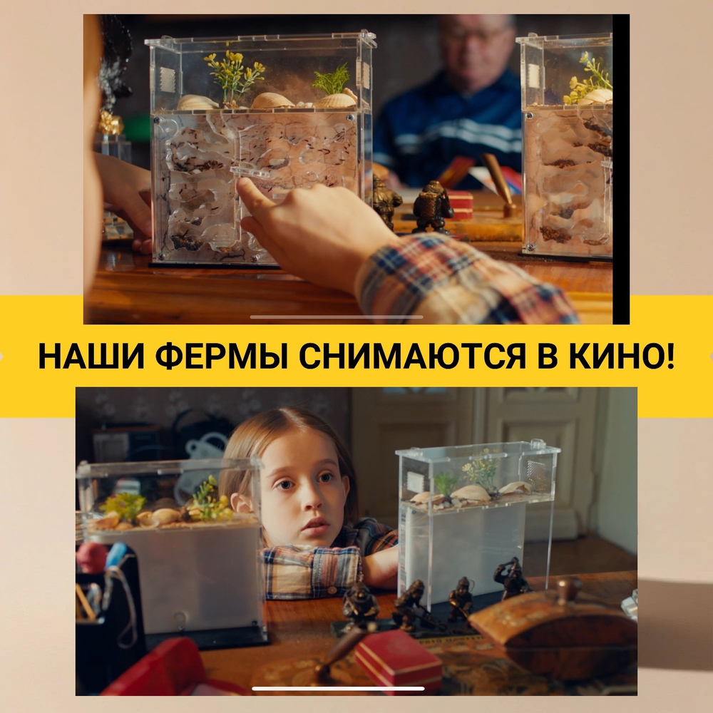 Муравьиная ферма с муравьями в подарок «Древесная»