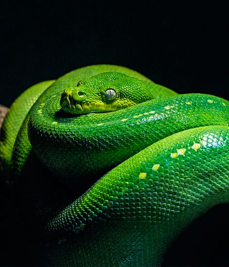 Snake Temptation Egg, свеча Africa collection, Ladenac Milano