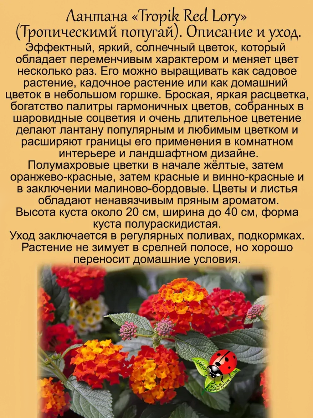 Лантана Тропический попугай