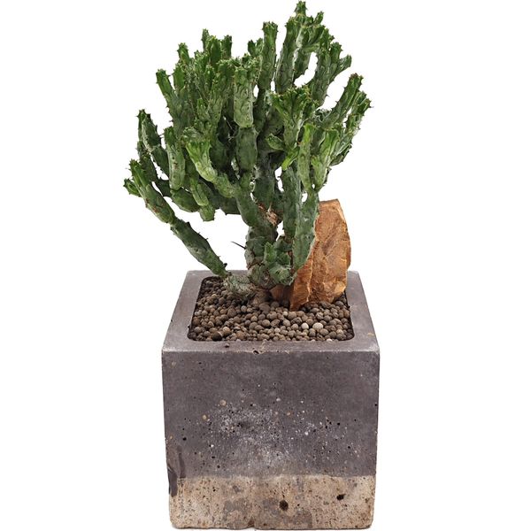 Суккулент Эуфорбия Энопла Корал