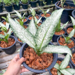 Диффенбахия UDOM SAB