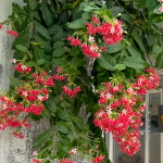 Комбертум индийский лиана – Quisqualis indicum creeper