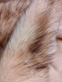 Лиса янтарная мех искусственный густой длинноворсовый 50 мм