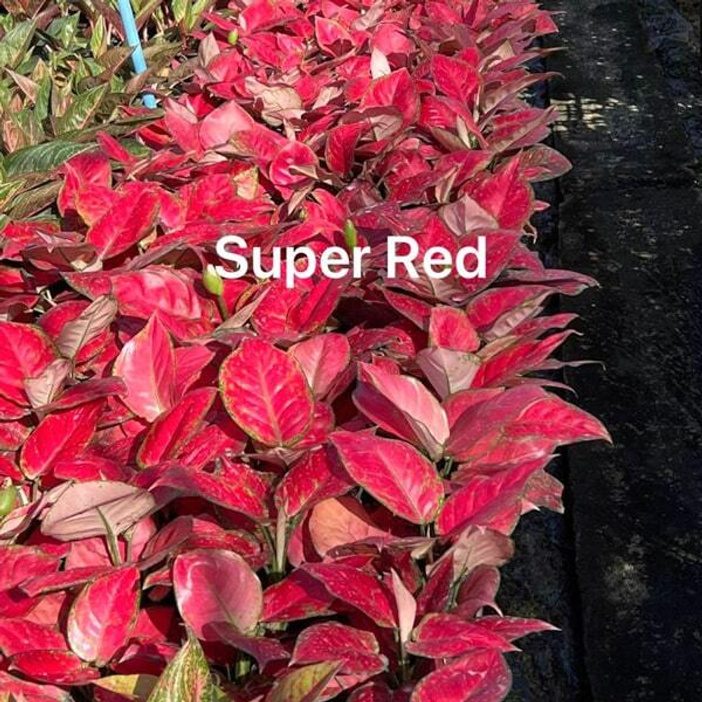 Аглаонема SUPER RED (A191)