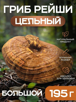 Гриб Рейши цельный, 1 шт. (большой)