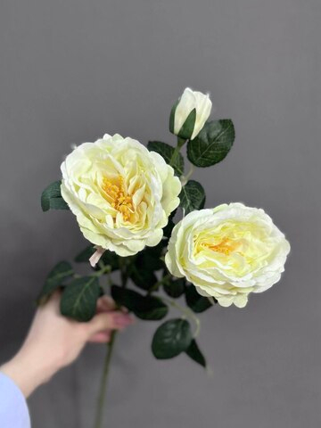 Роза кустовая белая (h58 см)