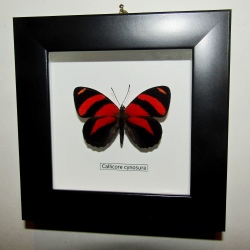 Бабочка Callicore cynosura в рамке