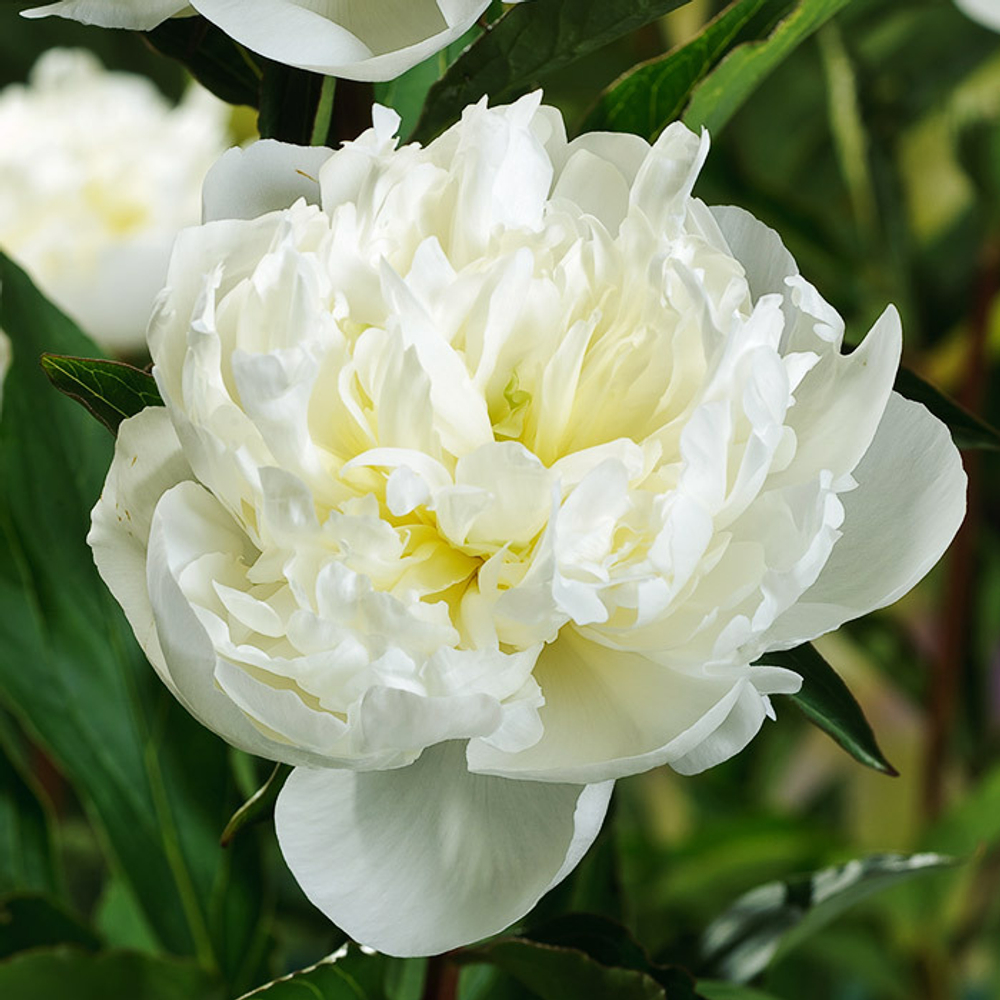 Пион Duchesse de Nemours (корень 3/5 почек)