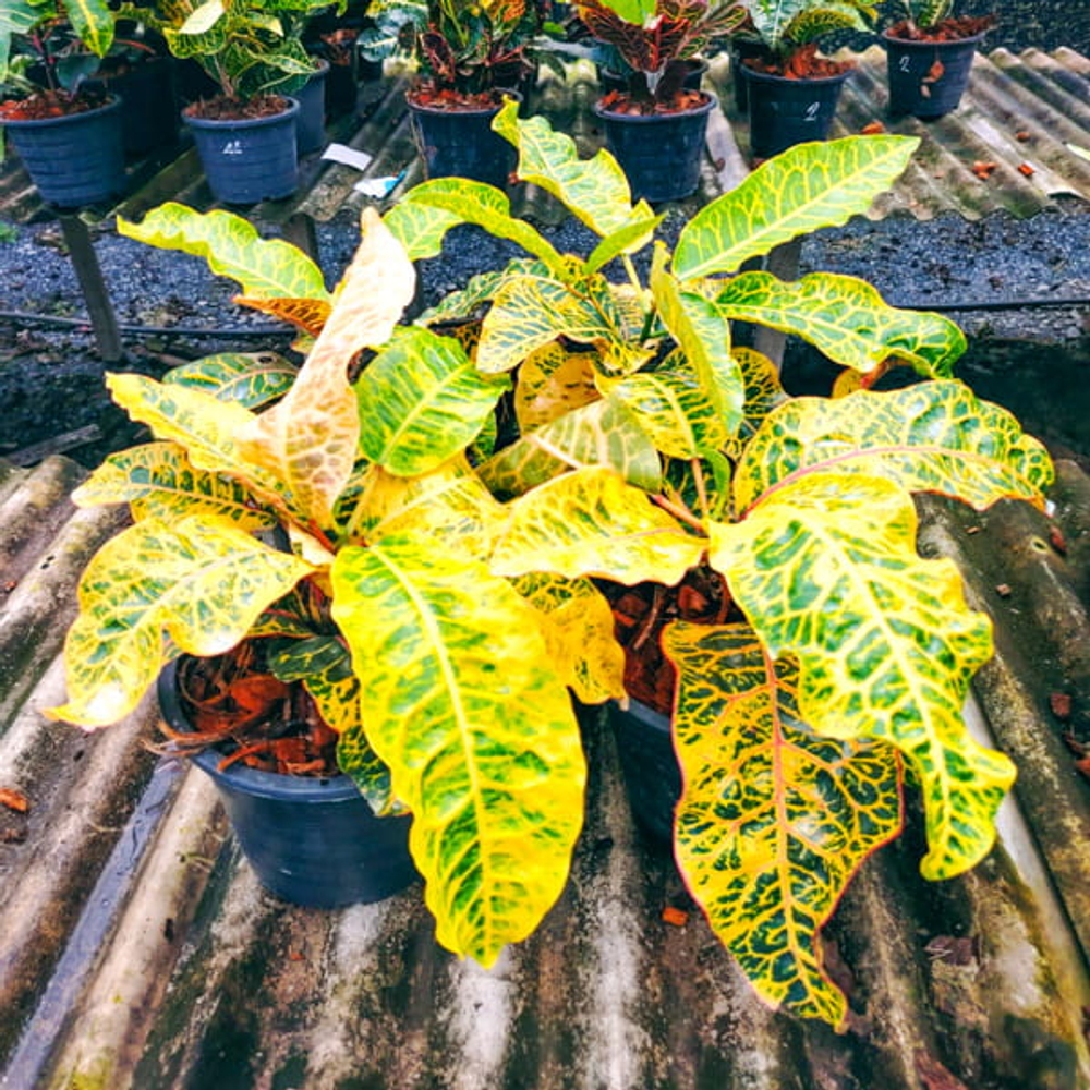 Кротон PT18 SAI SAWAN