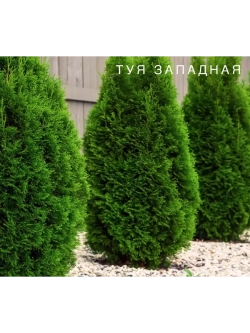 Туя западная , семена, 15 шт