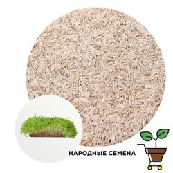 Салат латук микрозелень