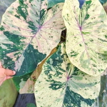 Колоказия CLOUD SKY